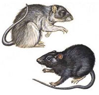 Pest Control