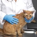 Veterinary